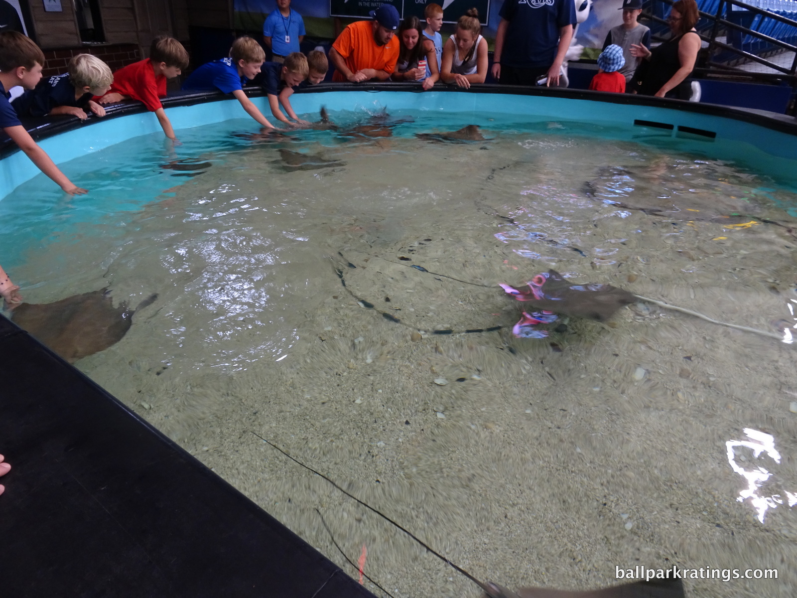 Rays Touch Tank Tropicana Field